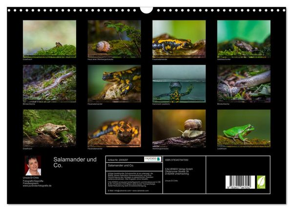Produktbild: Salamander und Co. (Wandkalender 2026 DIN A3 quer), CALVENDO Monatskalender