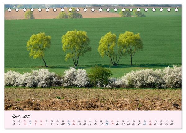Produktbild: Wald und Baum 2026 (Tischkalender 2026 DIN A5 quer), CALVENDO Monatskalender