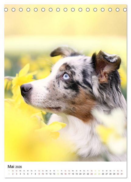 Produktbild: Australian Shepherd - Beste Freunde (Tischkalender 2026 DIN A5 hoch), CALVENDO Monatskalender