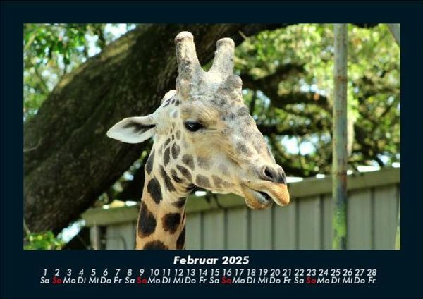 Produktbild: Giraffen 2025 Fotokalender DIN A5