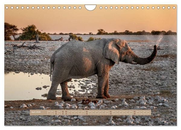 Produktbild: Afrikas Tierwelt - Wilde Elefanten (Wandkalender 2026 DIN A4 quer), CALVENDO Monatskalender