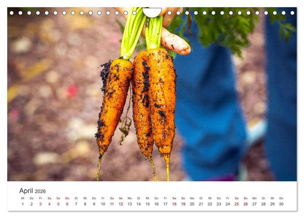 Produktbild: Frisches aus dem Gem&uuml;segarten (Wandkalender 2026 DIN A4 quer), CALVENDO Monatskalender
