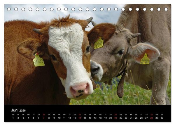 Produktbild: Gl&uuml;ckliches Rindvieh 2026 (Tischkalender 2026 DIN A5 quer), CALVENDO Monatskalender