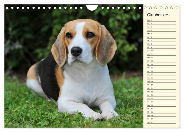 Produktbild: Beagle - Herz auf 4 Pfoten (Wandkalender 2026 DIN A4 quer), CALVENDO Monatskalender