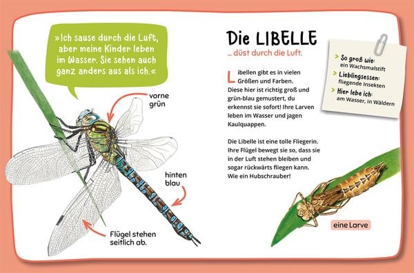 Produktbild: Mein erster Naturführer, Was krabbelt denn da?