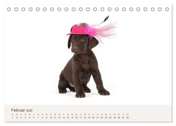 Produktbild: Labrador - Welpen (Tischkalender 2026 DIN A5 quer), CALVENDO Monatskalender