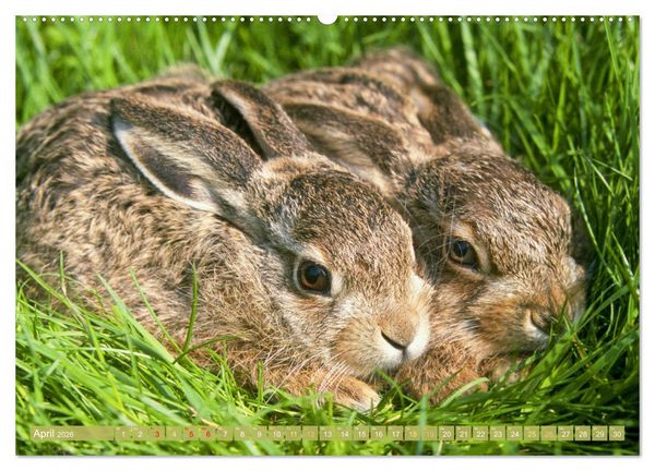 Produktbild: Wald-Kindergarten: Tierkinder im Wald (Wandkalender 2026 DIN A2 quer), CALVENDO Monatskalender
