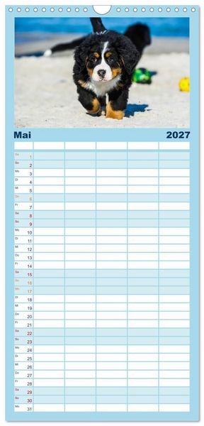 Produktbild: Familienplaner 2027 - Seeb&auml;rchen entdecken die Welt - Berner Sennenhunde mit 5 Spalten (Wandkalender, 21 x 45 cm) CALVENDO