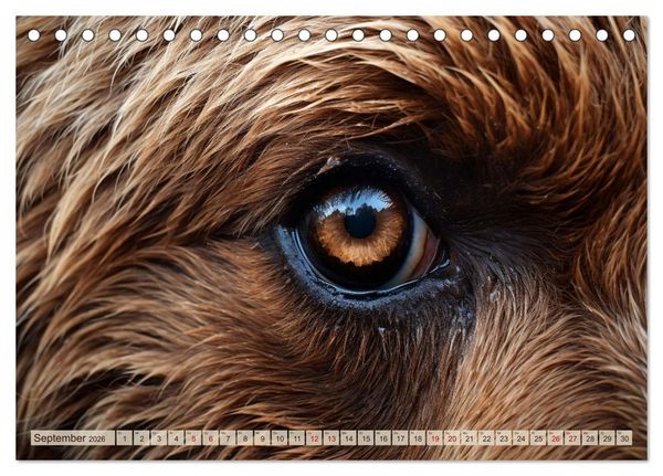Produktbild: Schau mir ins Auge (Tischkalender 2026 DIN A5 quer), CALVENDO Monatskalender