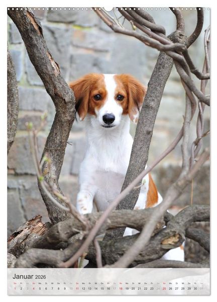 Produktbild: Hundepers&ouml;nlichkeiten (Wandkalender 2026 DIN A2 hoch), CALVENDO Monatskalender