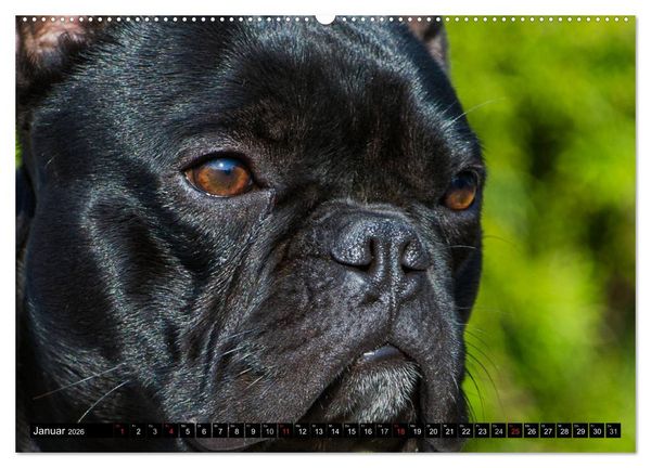 Produktbild: Franz&ouml;sische Bulldogge - Clown auf 4 Pfoten (Wandkalender 2026 DIN A2 quer), CALVENDO Monatskalender