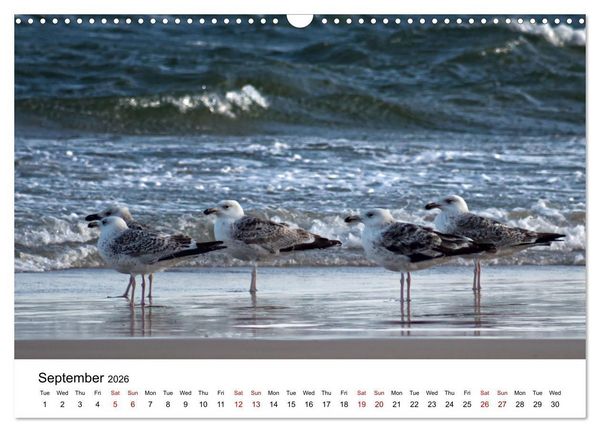 Produktbild: The Sea - A place for dreams (Wall Calendar 2026 DIN A3 landscape), CALVENDO 12 Month Wall Calendar