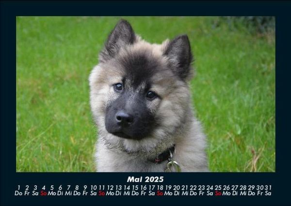 Produktbild: Welpen 2025 Fotokalender DIN A5