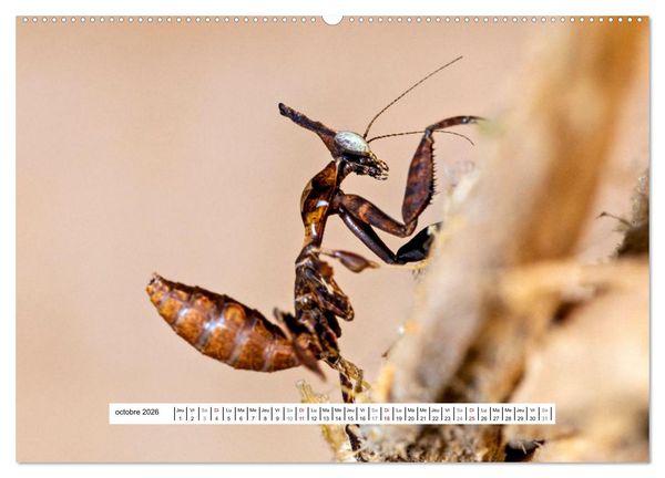 Produktbild: Chasseresses mystiques (Calendrier mural 2026 DIN A2 vertical) calendrier de bureau
