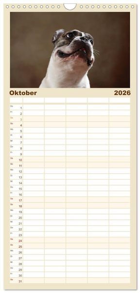 Produktbild: Familienplaner 2026 - Charme auf vier Pfoten - Franz&ouml;sische Bulldoggen Portraits mit 5 Spalten (Wandkalender, 21 x 45 cm) CALVENDO