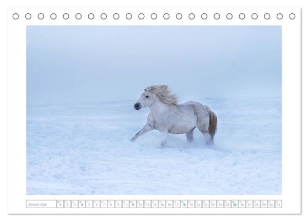 Produktbild: Wei&szlig;e Pferde der Camargue in Bayern (Tischkalender 2026 DIN A5 quer), CALVENDO Monatskalender