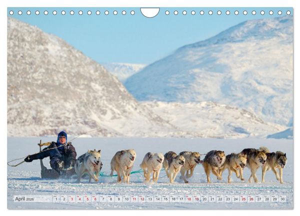 Produktbild: Greenland Dog - The Sled Dogs of Northern Greenland (Wall Calendar 2026 DIN A4 landscape), CALVENDO 12 Month Wall Calendar