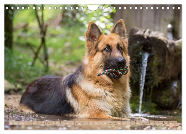 Produktbild: Sch&auml;ferhunde - Freunde auf 4 Pfoten (Wandkalender 2026 DIN A4 quer), CALVENDO Monatskalender