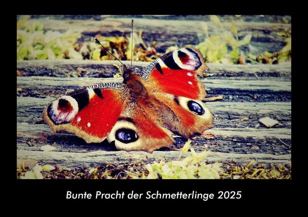 Produktbild: Bunte Pracht der Schmetterlinge 2025 Fotokalender DIN A3