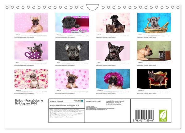 Produktbild: Bullys - Franz&ouml;sische Bulldoggen 2026 (Wandkalender 2026 DIN A4 quer), CALVENDO Monatskalender