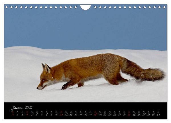 Produktbild: Rotfuchs - Impressionen (Wandkalender 2026 DIN A4 quer), CALVENDO Monatskalender