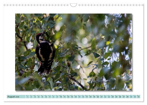 Produktbild: Augenblicke im M&uuml;ritz Nationalpark (Wandkalender 2026 DIN A3 quer), CALVENDO Monatskalender