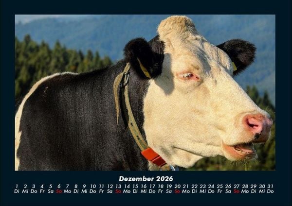 Produktbild: Kuhkalender 2026 Fotokalender DIN A4