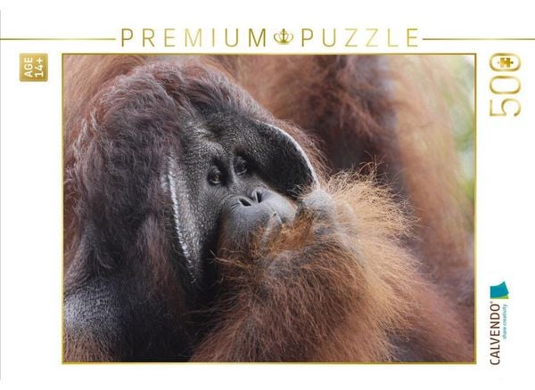 CALVENDO Puzzle Orang Utans - Siesta | 500 Teile Lege-Größe 48 × 36 cm Foto-Puzzle für Erwachsene