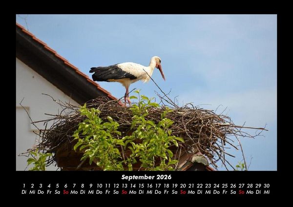 Produktbild: Welt der V&ouml;gel 2026 Fotokalender DIN A3