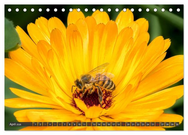 Produktbild: Sehe die Bienen (Tischkalender 2026 DIN A5 quer), CALVENDO Monatskalender