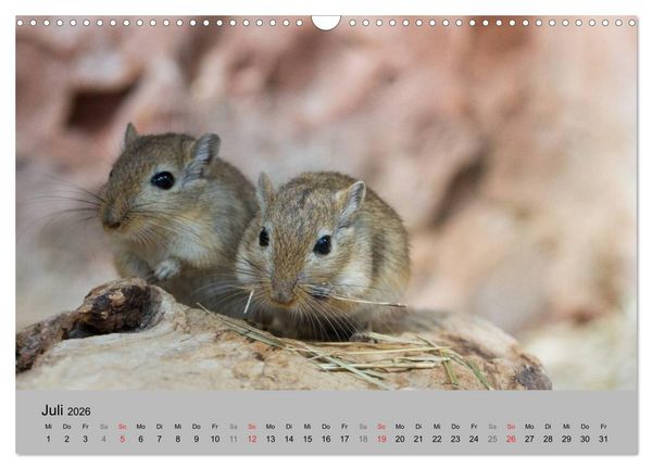 Produktbild: Mausebande (Wandkalender 2026 DIN A3 quer), CALVENDO Monatskalender