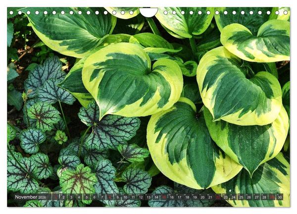 Produktbild: Hosta Staude mit Herz (Wandkalender 2026 DIN A4 quer), CALVENDO Monatskalender