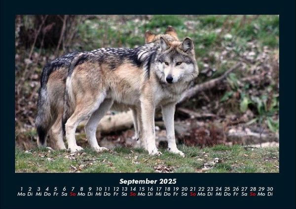 Produktbild: Tierkalender 2025 Fotokalender DIN A4