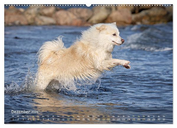 Produktbild: Mein isl&auml;ndischer Wasserhund (Wandkalender 2026 DIN A2 quer), CALVENDO Monatskalender