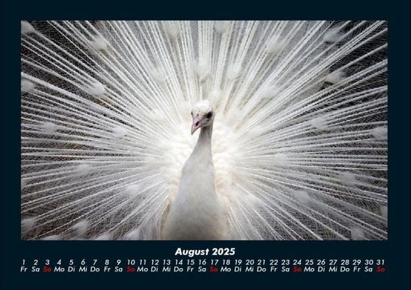 Produktbild: V&ouml;gel 2025 Fotokalender DIN A4
