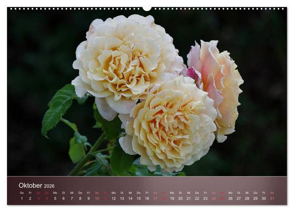 Produktbild: Zarte Sch&ouml;nheiten - Rosen (hochwertiger Premium Wandkalender 2026 DIN A2 quer), Kunstdruck in Hochglanz