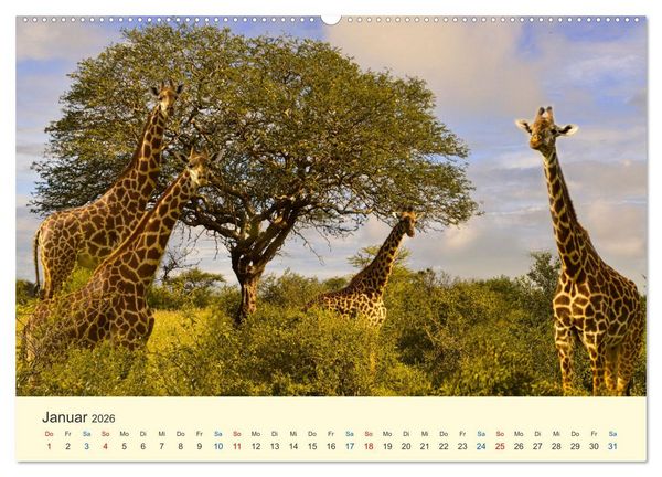 Produktbild: Safari in Kenia (Wandkalender 2026 DIN A2 quer), CALVENDO Monatskalender
