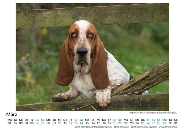 Produktbild: Basset Hound