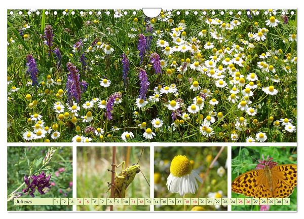 Produktbild: Bl&uuml;tenmeer am Wegesrand (Wandkalender 2026 DIN A4 quer), CALVENDO Monatskalender