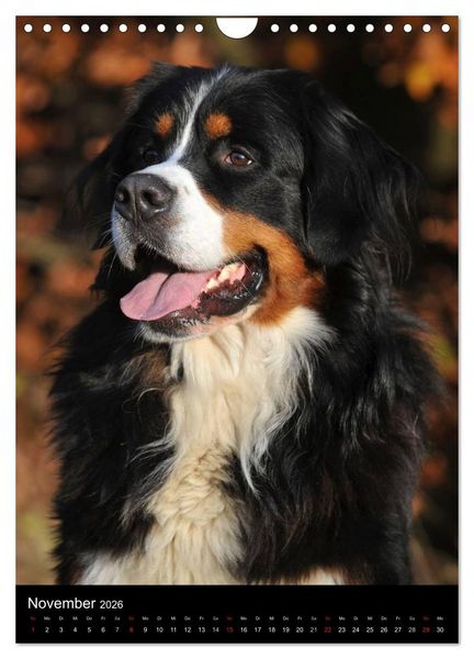 Produktbild: Berner Sennenhund 2026 (Wandkalender 2026 DIN A4 hoch), CALVENDO Monatskalender