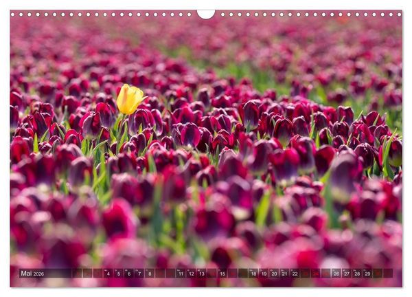 Produktbild: Tulpen - Hollands Stolz (Wandkalender 2026 DIN A3 quer), CALVENDO Monatskalender