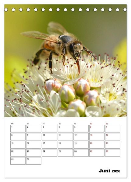 Produktbild: Hummeln und Bienen Terminplaner (Tischkalender 2026 DIN A5 hoch), CALVENDO Monatskalender