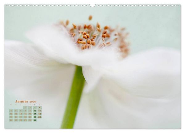 Produktbild: Zauberhafte Bl&uuml;ten (Wandkalender 2026 DIN A2 quer), CALVENDO Monatskalender