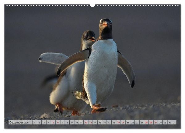 Produktbild: Pinguine der Falkland Inseln (Wandkalender 2026 DIN A2 quer), CALVENDO Monatskalender