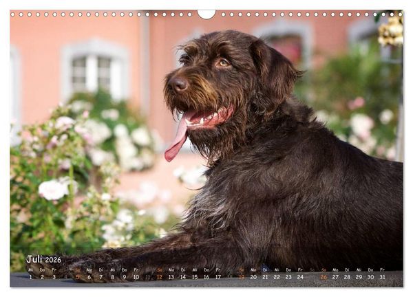 Produktbild: Jagdhunde - Treue Waidgesellen (Wandkalender 2026 DIN A3 quer), CALVENDO Monatskalender
