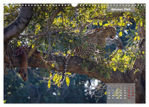 Produktbild: Auf Safari im Kruger National Park (Wandkalender 2026 DIN A3 quer), CALVENDO Monatskalender