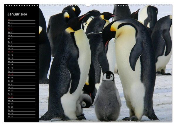 Produktbild: Pinguine - Kaiser- und K&ouml;nigspinguine (hochwertiger Premium Wandkalender 2026 DIN A2 quer), Kunstdruck in Hochglanz