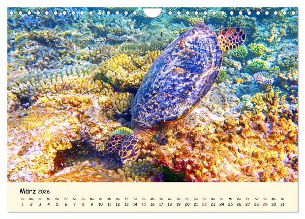 Produktbild: Faszination Meeresschildkr&ouml;ten (Wandkalender 2026 DIN A4 quer), CALVENDO Monatskalender