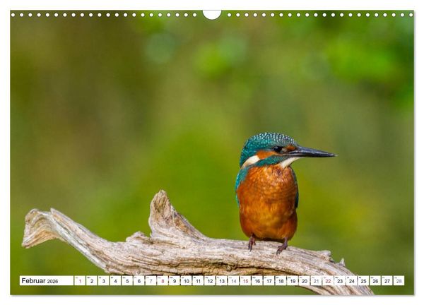 Produktbild: Eisv&ouml;gel (Alcedo atthis) - Edelsteine der Natur (Wandkalender 2026 DIN A3 quer), CALVENDO Monatskalender