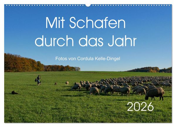 Produktbild: Mit Schafen durch das Jahr (Wandkalender 2026 DIN A2 quer), CALVENDO Monatskalender